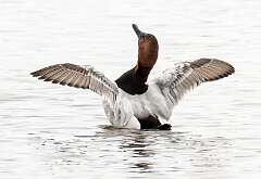 2: Duck - Canvasback-2