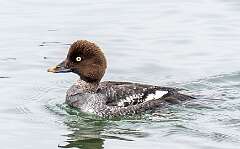 3: Duck - Common Goldeneye-1