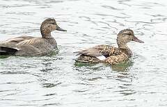 4: Duck - Gadwall-1