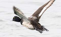 5: Duck - Greater Scaup-1