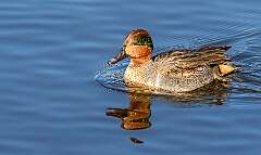 6: Duck - Green-winged Teal-1