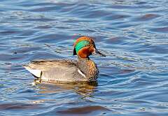 7: Duck - Green-winged Teal-2
