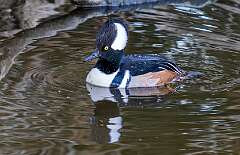 8: Duck - Hooded Merganser-1