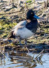 9: Duck - Lesser Scaup-1