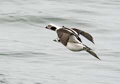 10: Duck - Long-tailed-1