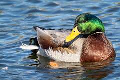 1: Duck - Mallard-1